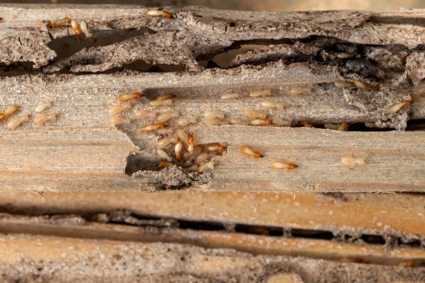 Best Residential Pest Control  in Oakland, PA